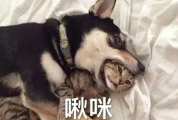 南京爆料二哈合伙人视频,萌宠日常笑料连连