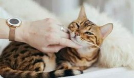 开心养猫场爆料视频大全,猫咪欢乐日常大盘点