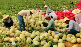 网红吃瓜渠道,幕后真相大曝光！